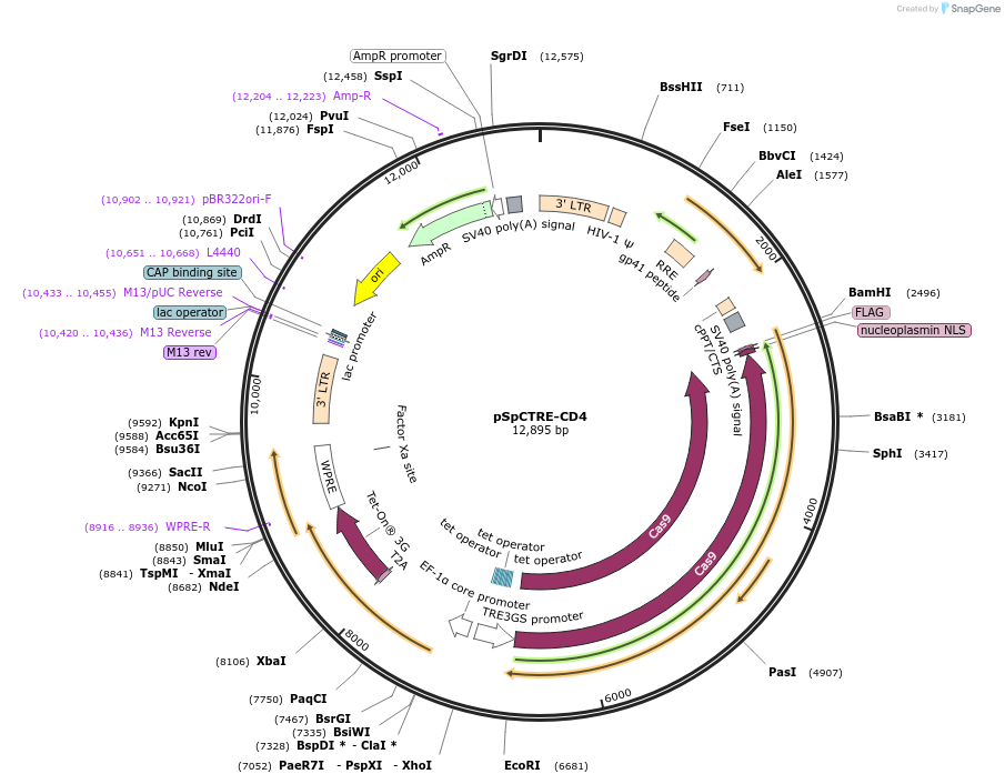 114010-plasmid-map-sequence-id-222816