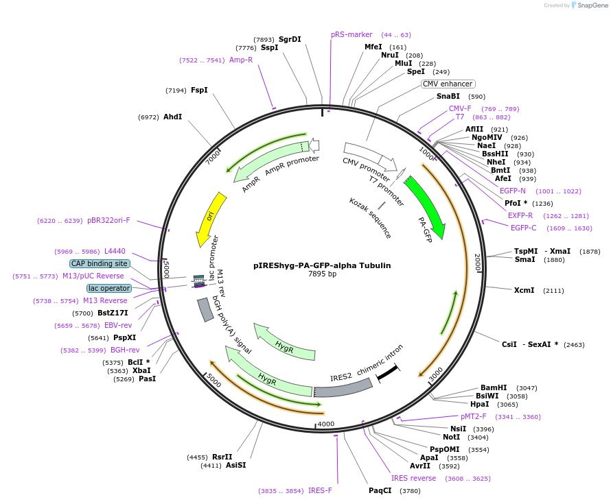 12296-plasmid-map-sequence-id-222818
