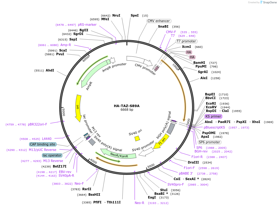 32840-plasmid-map-sequence-id-222827