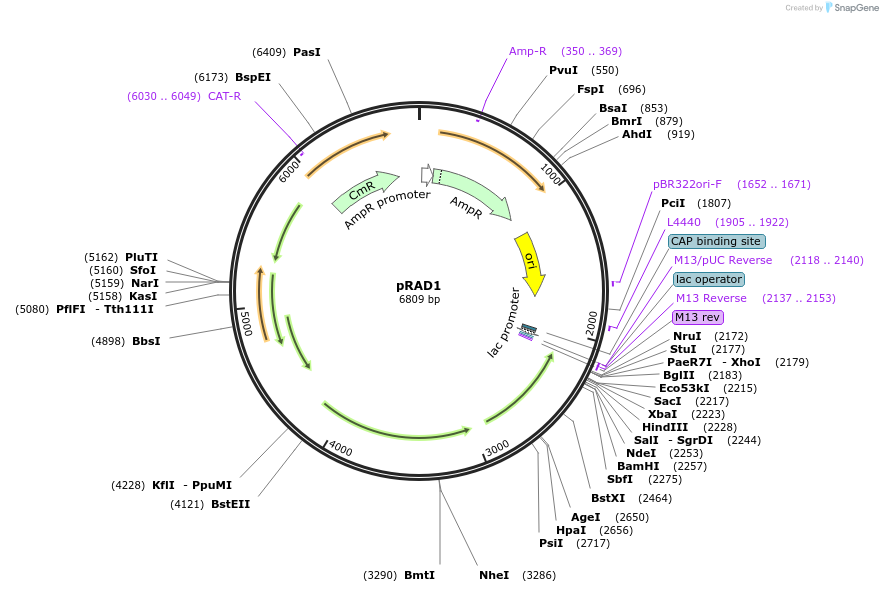 47697-plasmid-map-sequence-id-222842