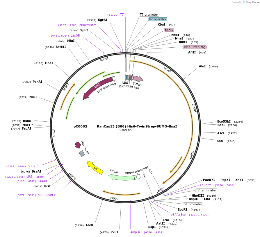 115213-plasmid-map-sequence-id-222892