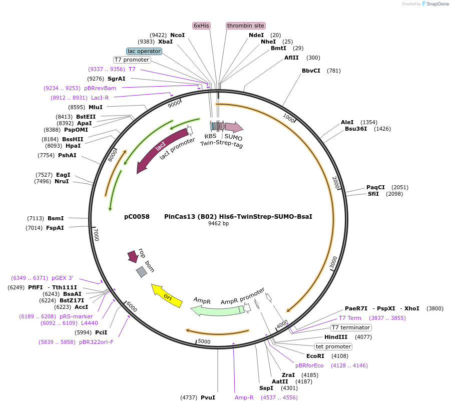 115208-plasmid-map-sequence-id-222895