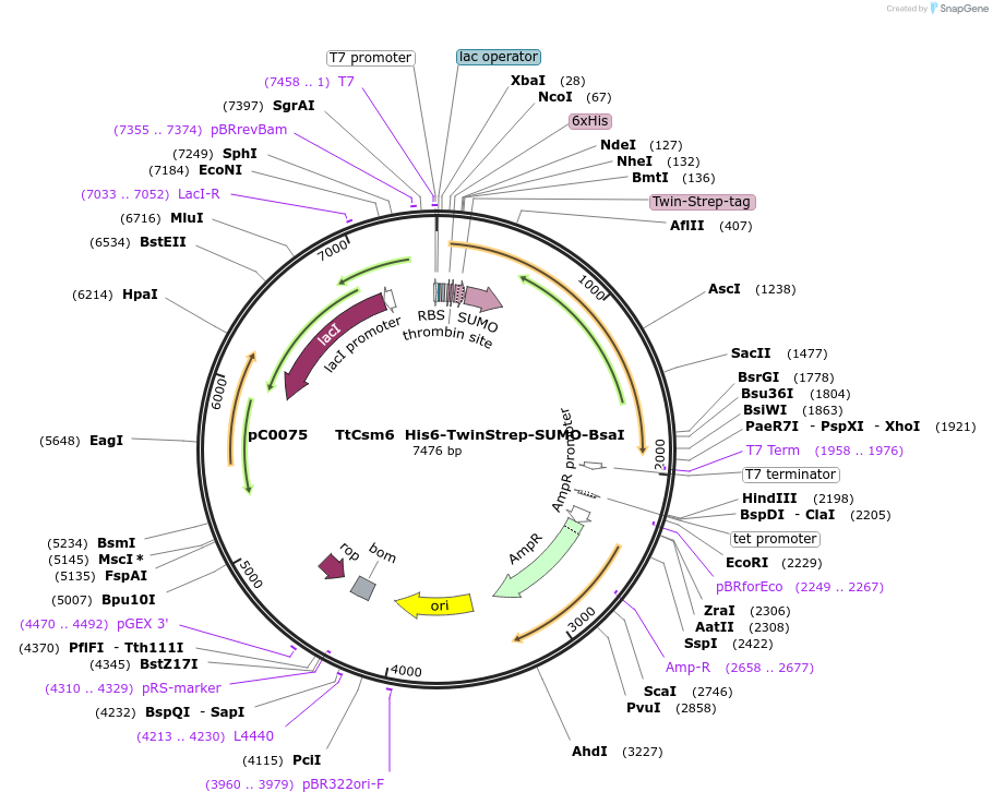 115270-plasmid-map-sequence-id-222899