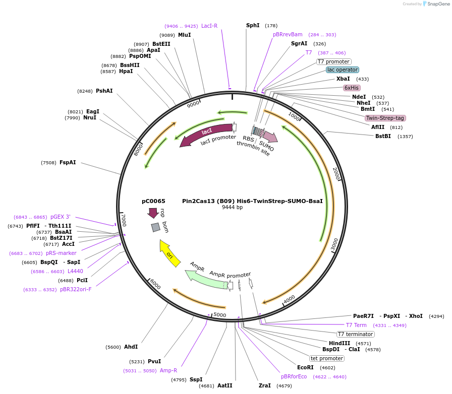 115216-plasmid-map-sequence-id-222907