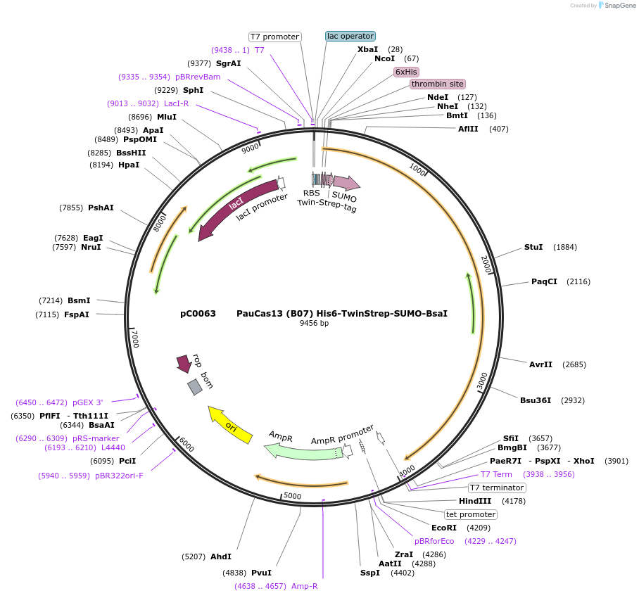 115214-plasmid-map-sequence-id-222913