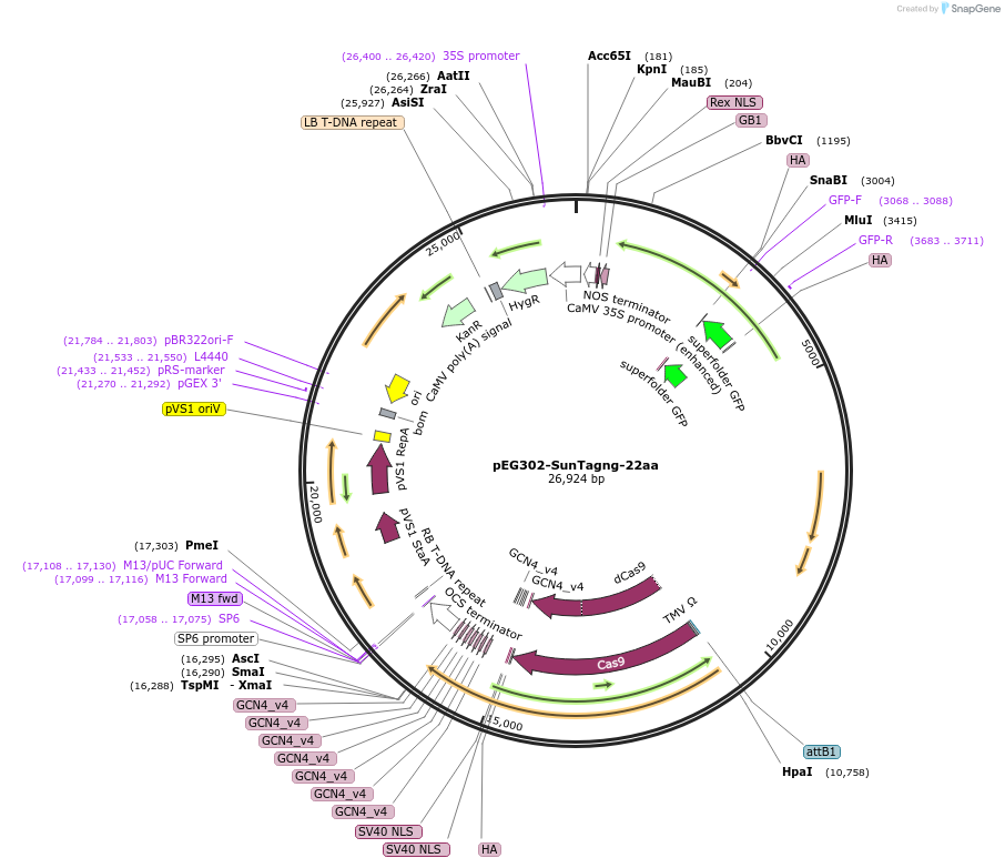 115345-plasmid-map-sequence-id-222916