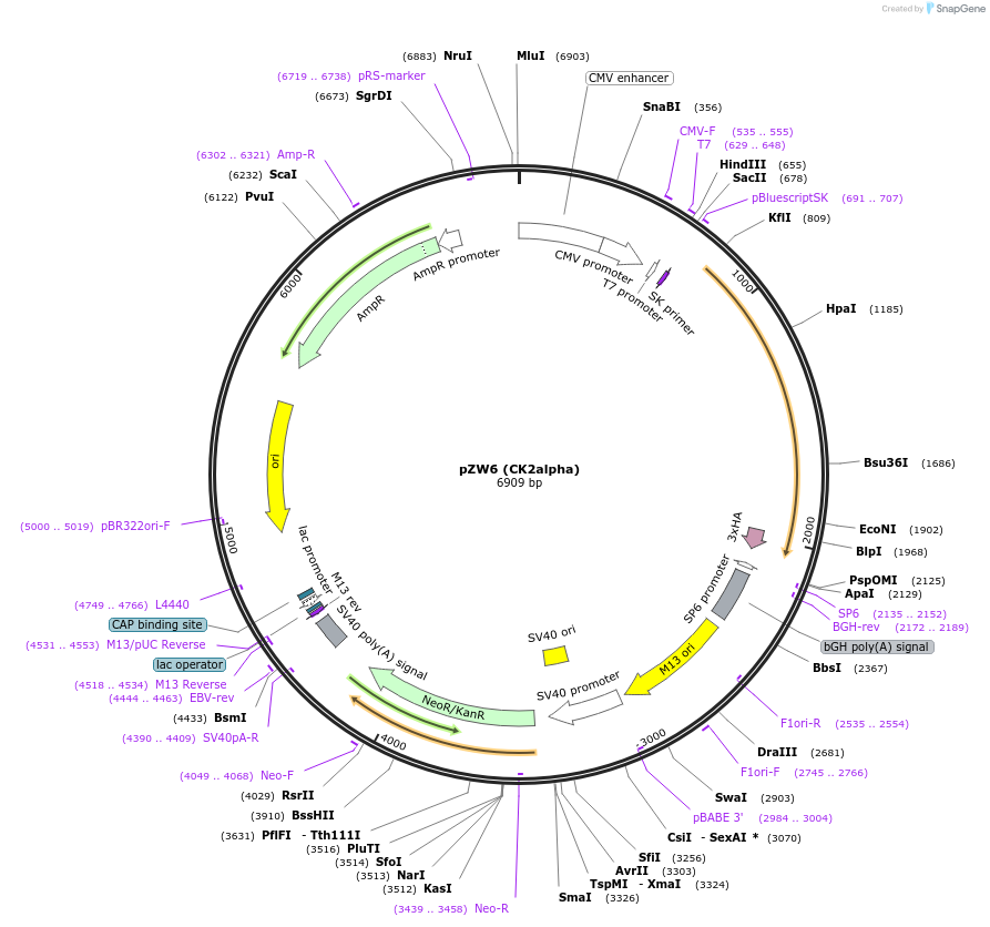27086-plasmid-map-sequence-id-222938
