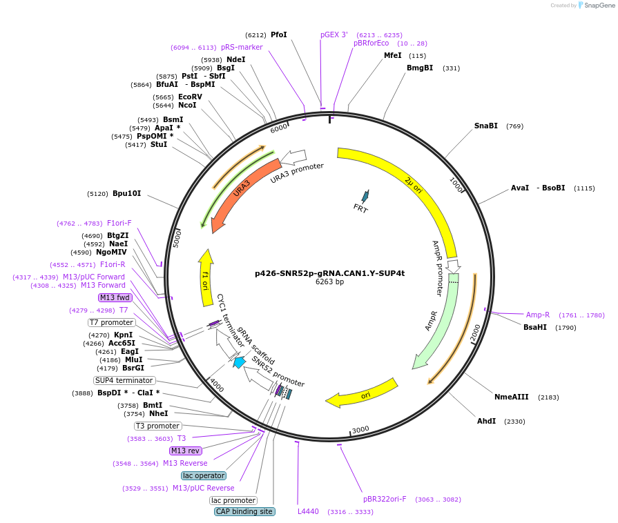 43803-plasmid-map-sequence-id-222942