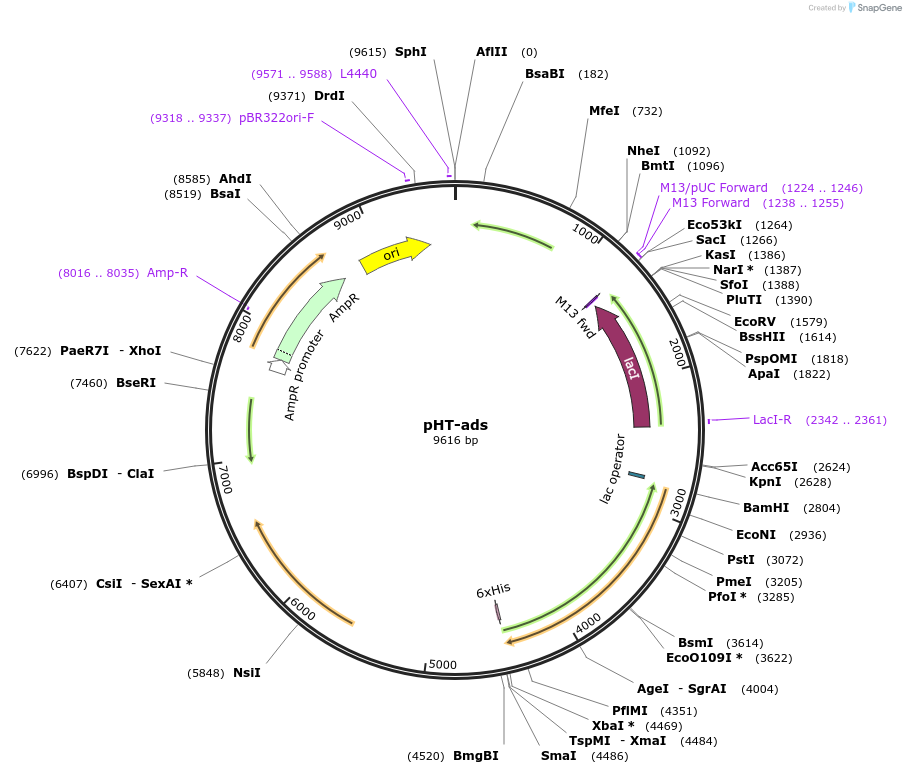 47382-plasmid-map-sequence-id-222947