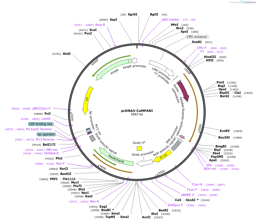 60421-plasmid-map-sequence-id-222949
