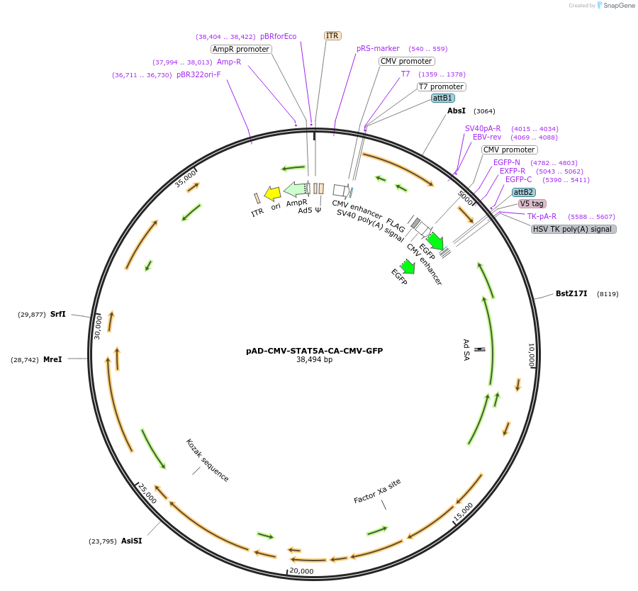83255-plasmid-map-sequence-id-222964