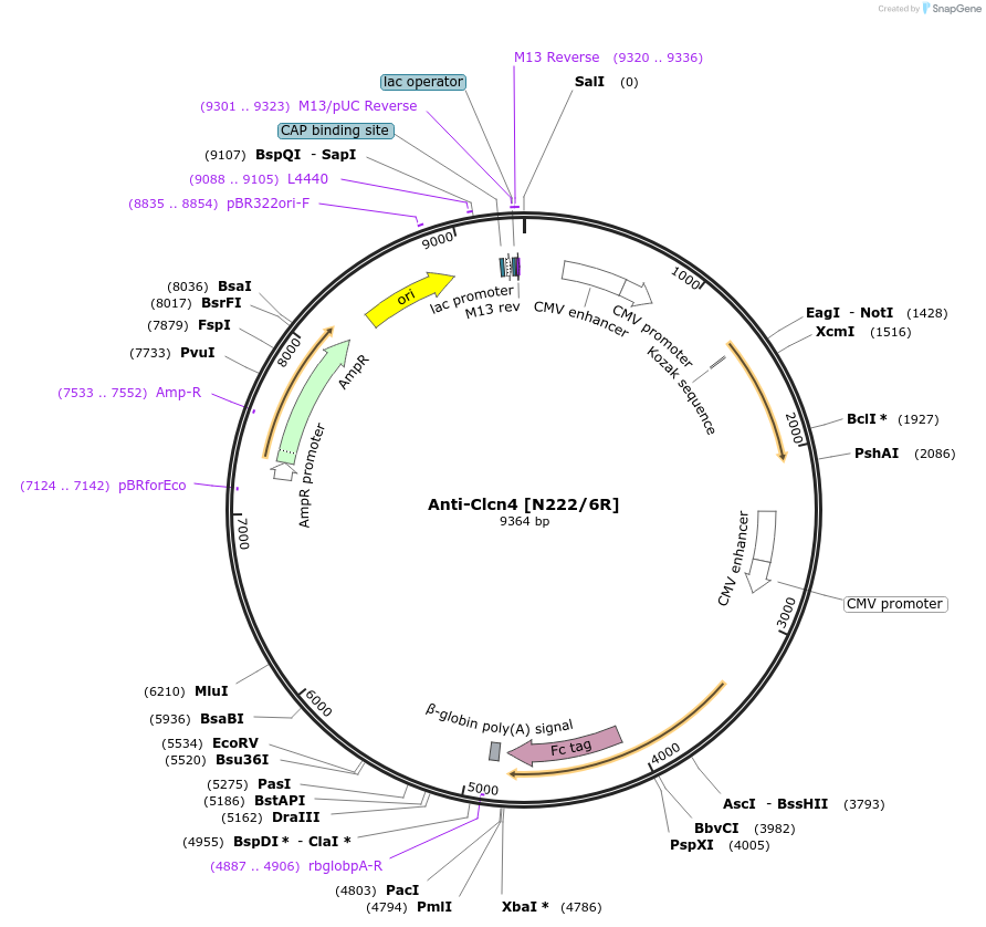 114474-plasmid-map-sequence-id-222966
