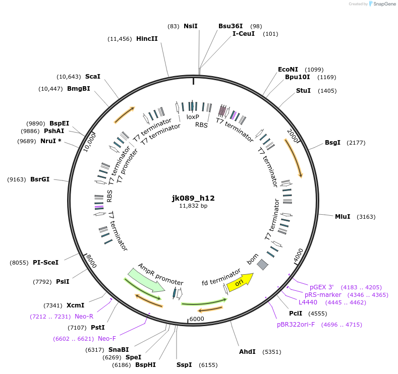 112151-plasmid-map-sequence-id-222967