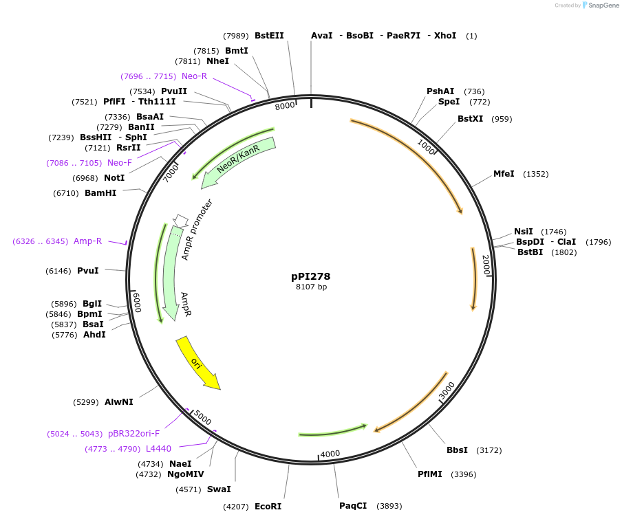 113227-plasmid-map-sequence-id-222969