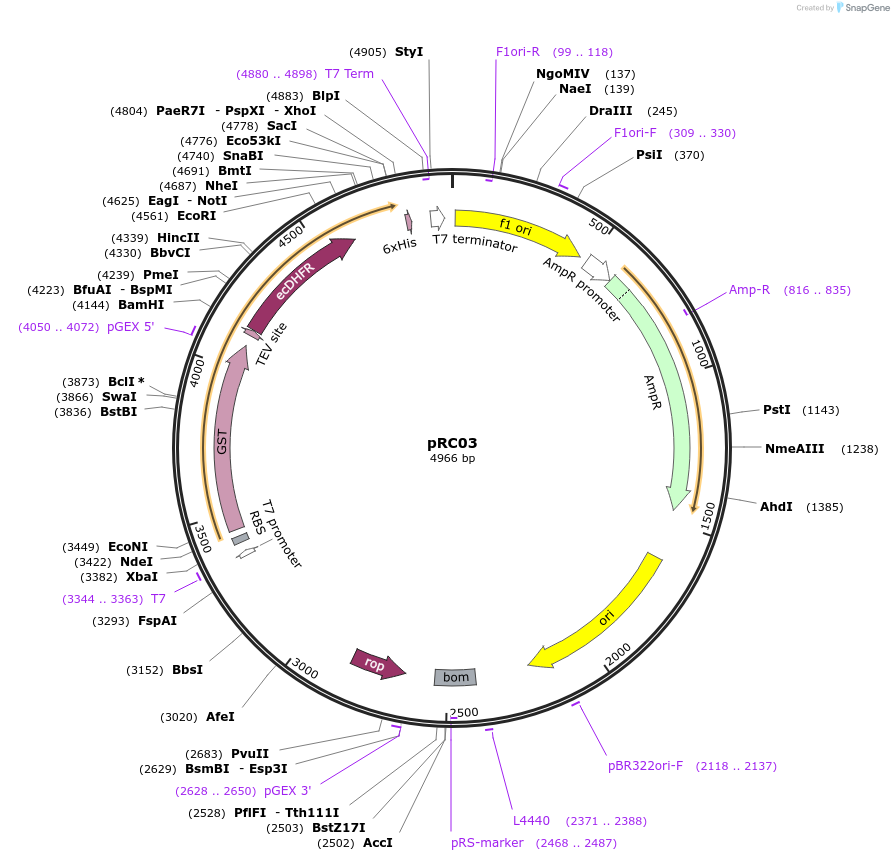 114682-plasmid-map-sequence-id-222981