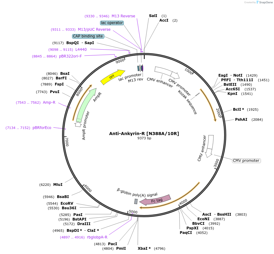 114479-plasmid-map-sequence-id-222987