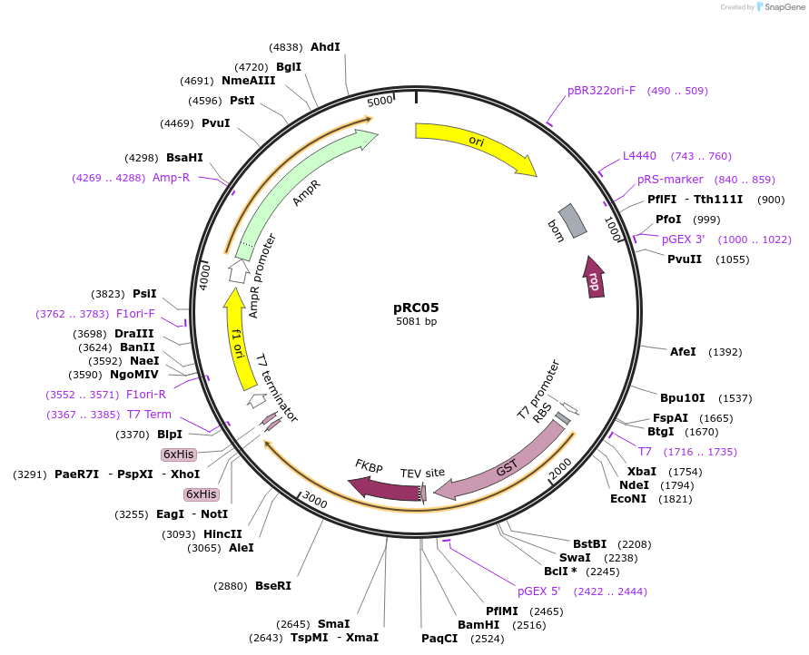 114684-plasmid-map-sequence-id-223000