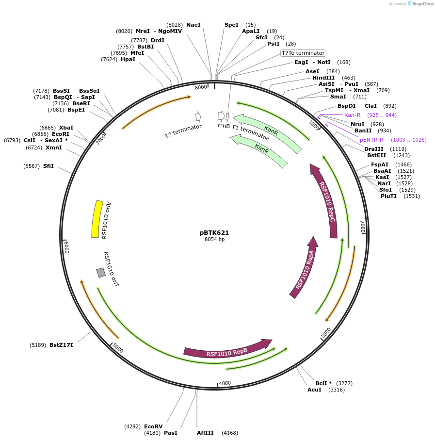 110621-plasmid-map-sequence-id-223001