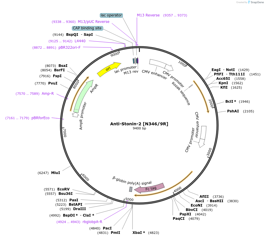 114484-plasmid-map-sequence-id-223003