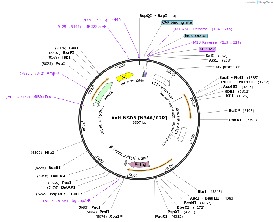 114485-plasmid-map-sequence-id-223005