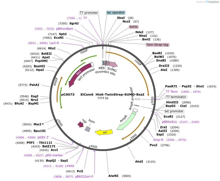 115268-plasmid-map-sequence-id-223013