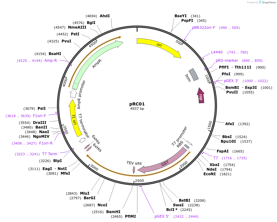 114680-plasmid-map-sequence-id-223018