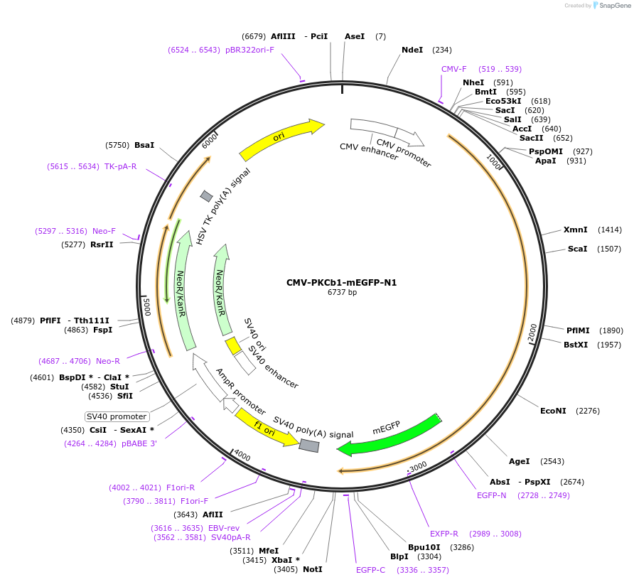 112265-plasmid-map-sequence-id-223023