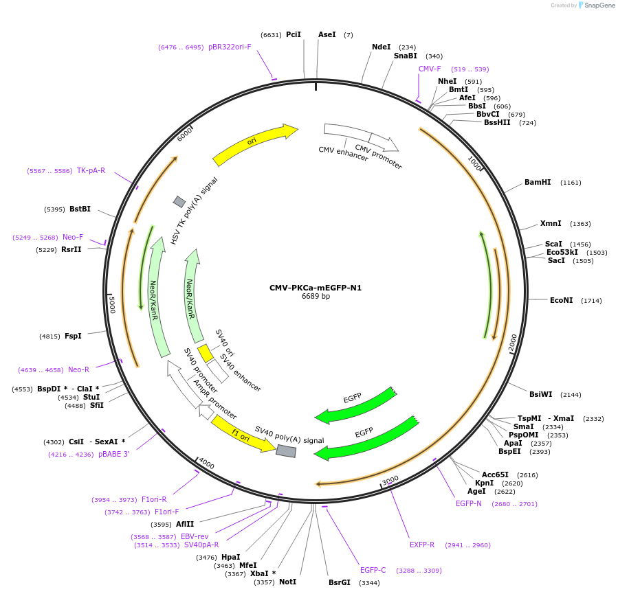 112269-plasmid-map-sequence-id-223025