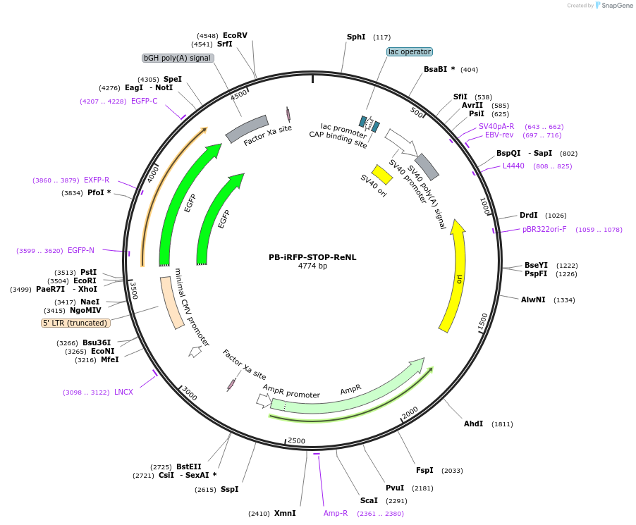 113965-plasmid-map-sequence-id-223037