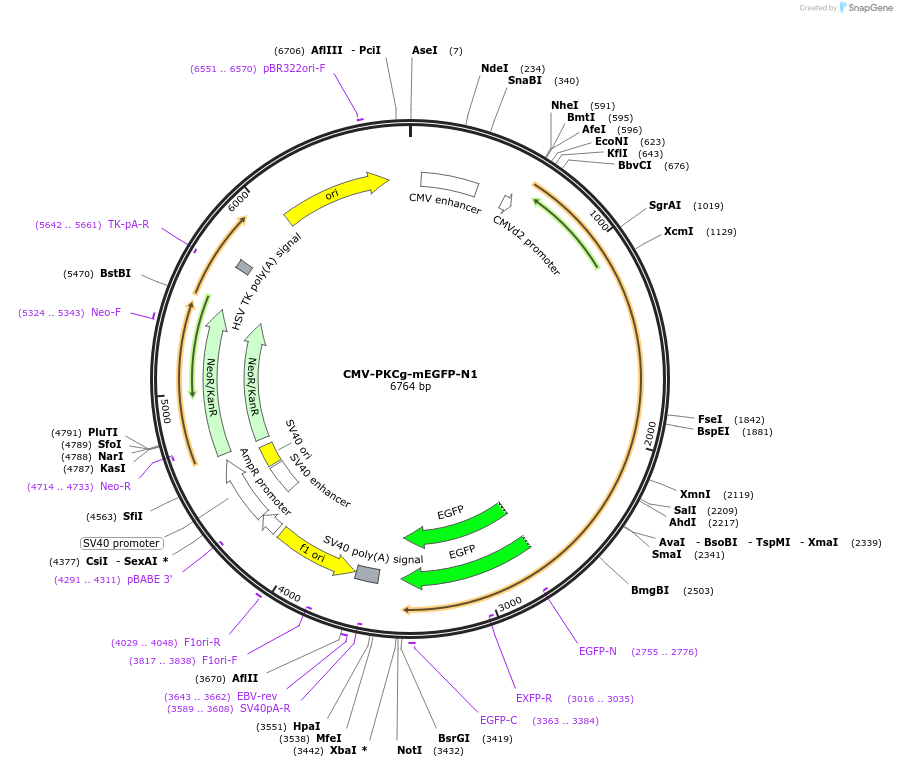112270-plasmid-map-sequence-id-223040