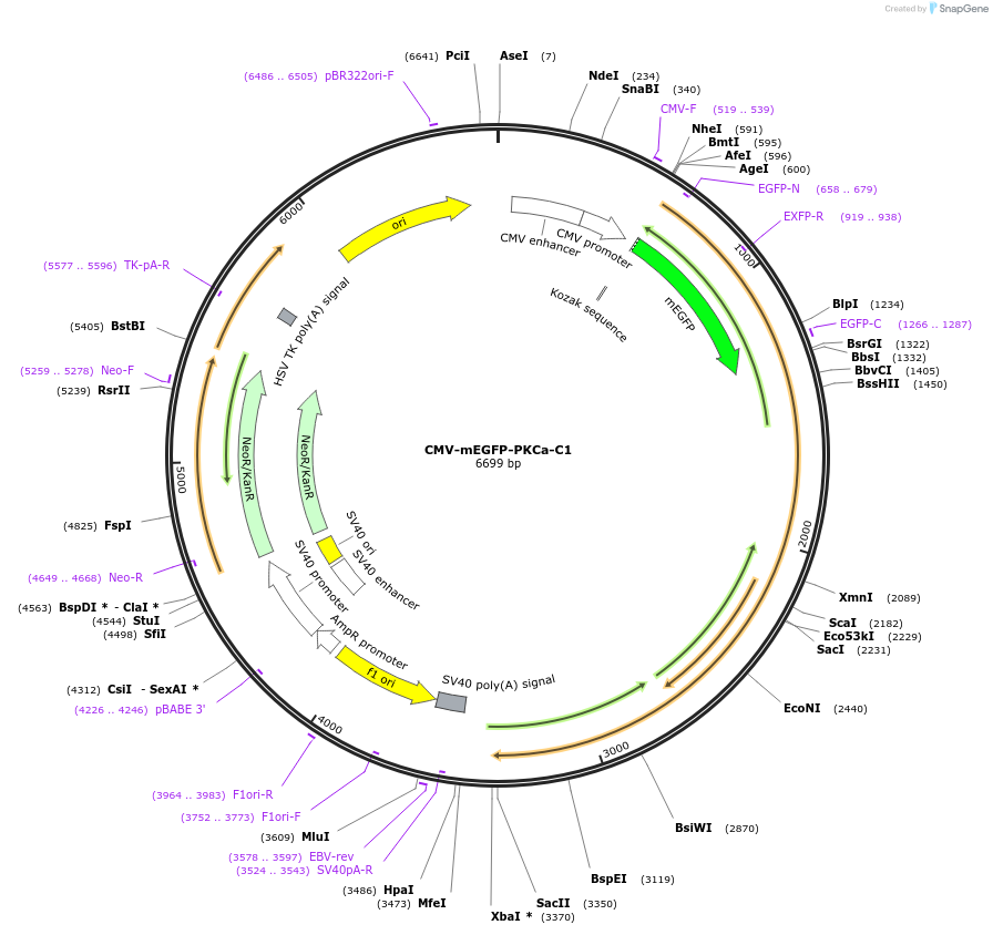 112264-plasmid-map-sequence-id-223045