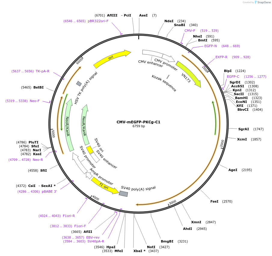 112266-plasmid-map-sequence-id-223046