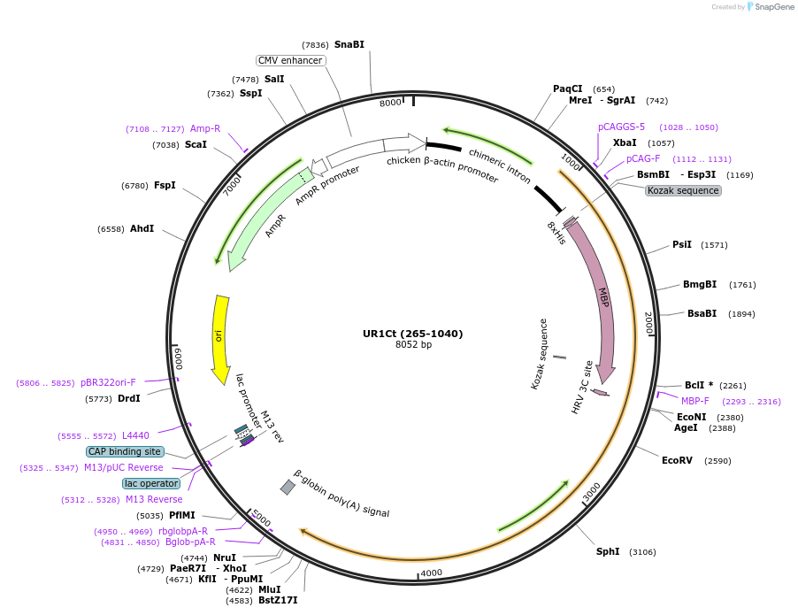 115647-plasmid-map-sequence-id-223050
