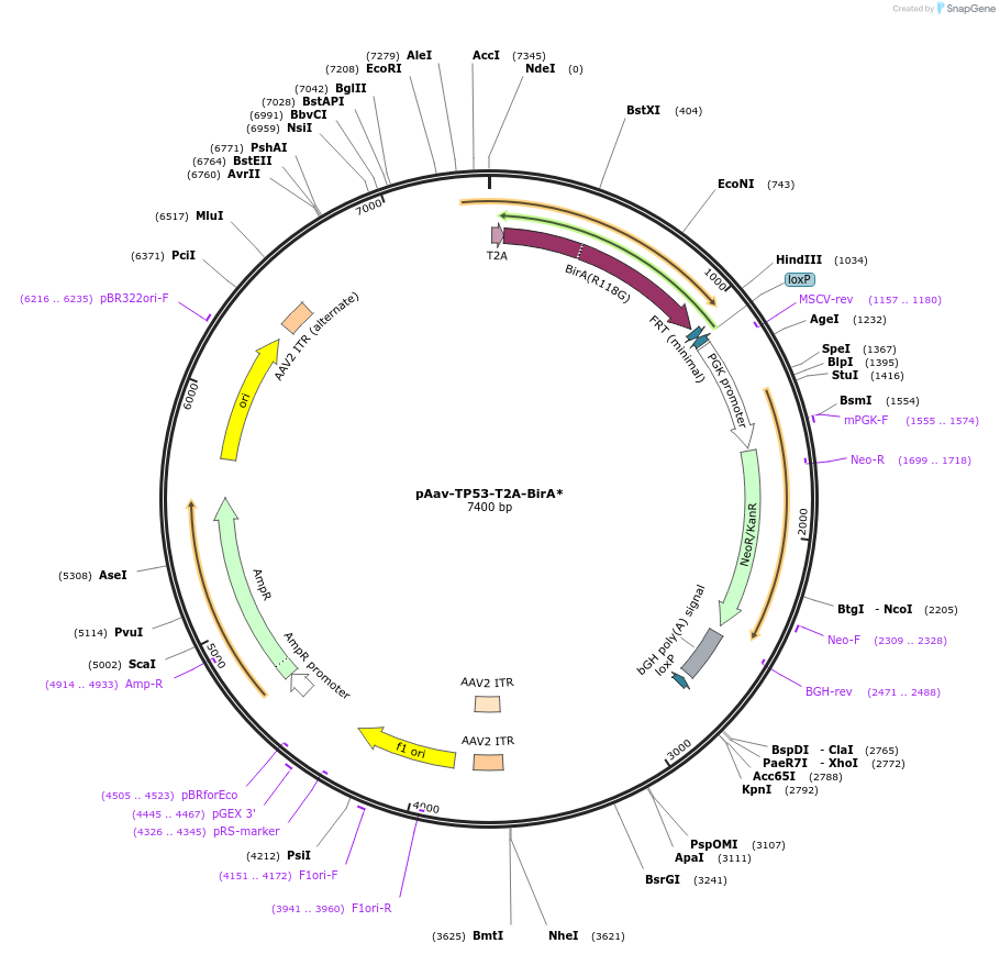 115652-plasmid-map-sequence-id-223051