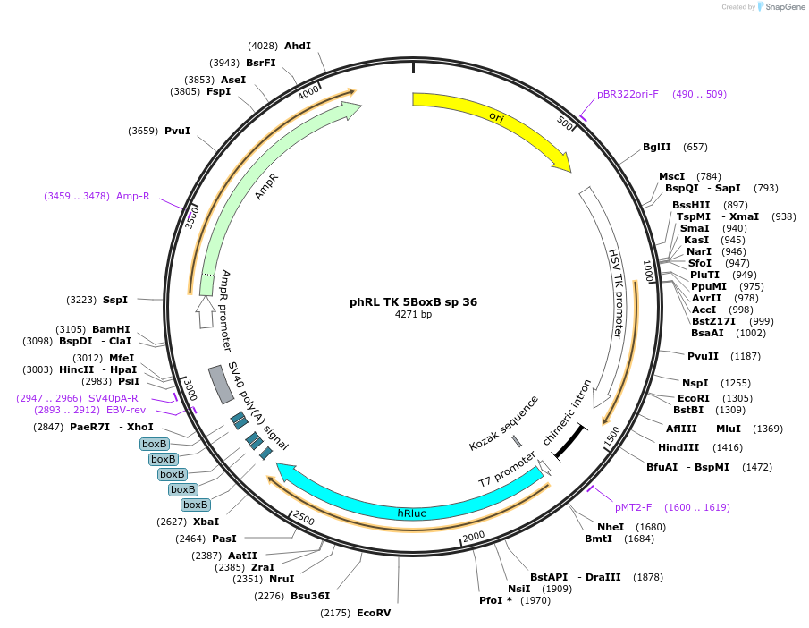115365-plasmid-map-sequence-id-223058