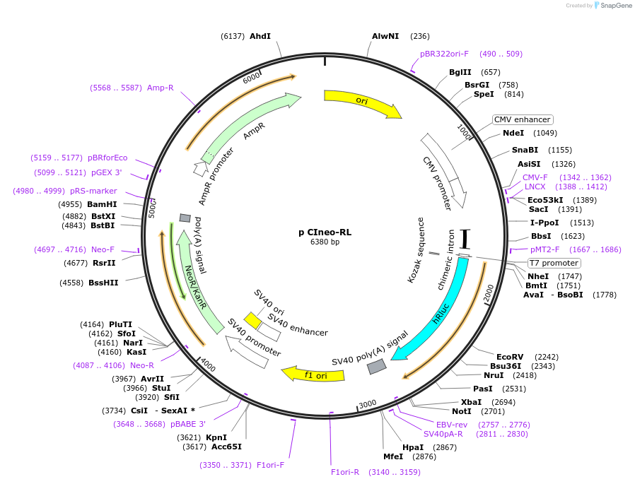 115366-plasmid-map-sequence-id-223062