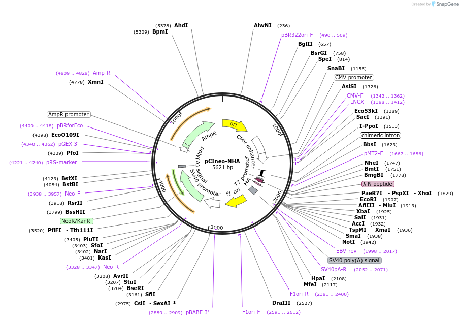 115359-plasmid-map-sequence-id-223067