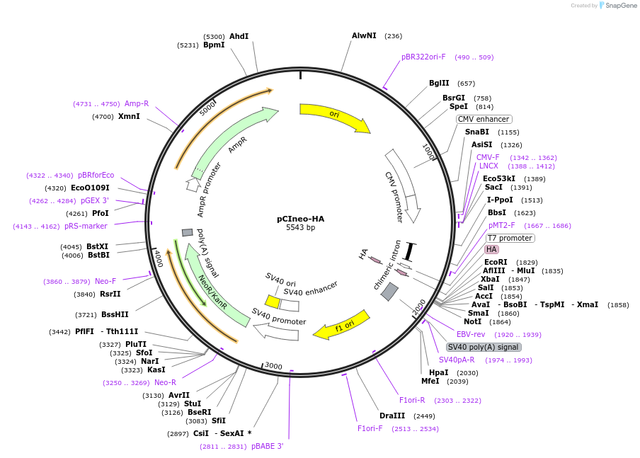 115360-plasmid-map-sequence-id-223068