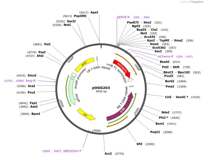 115504-plasmid-map-sequence-id-223070