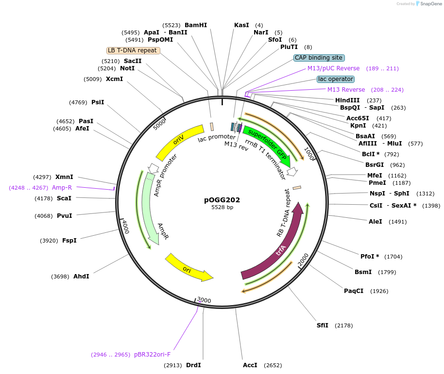 115503-plasmid-map-sequence-id-223074