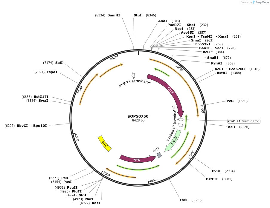 115511-plasmid-map-sequence-id-223075