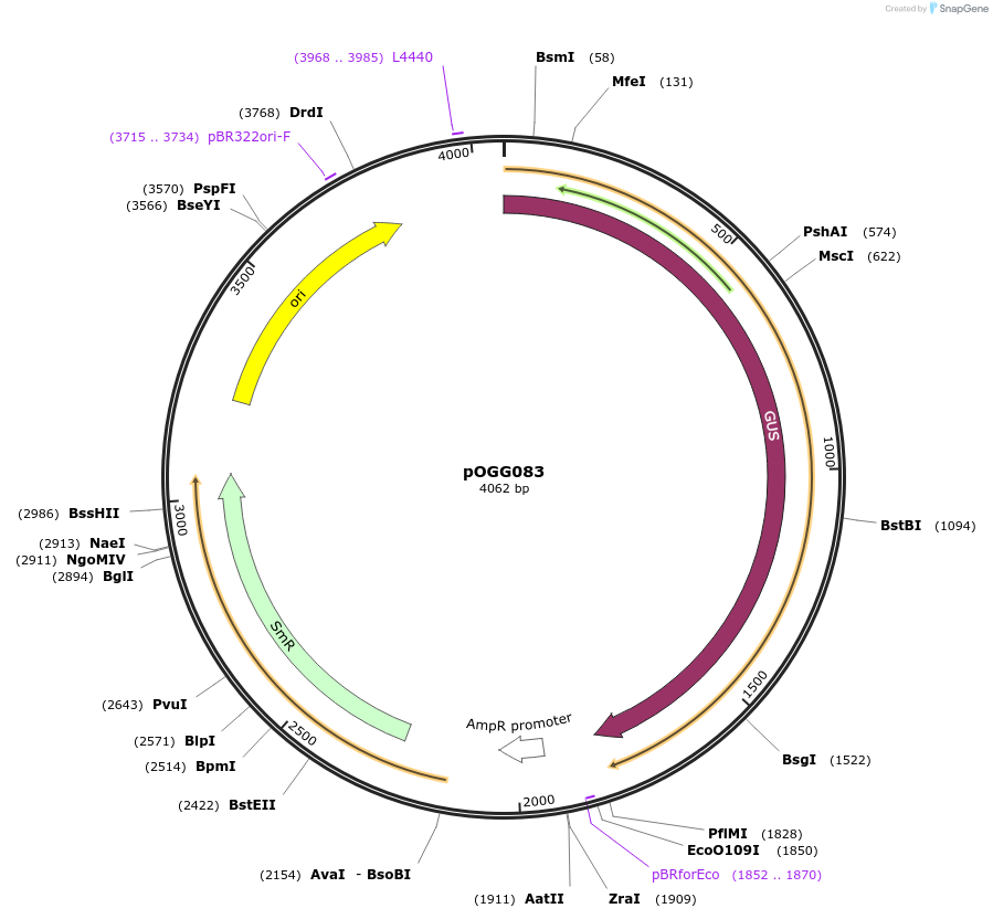 114001-plasmid-map-sequence-id-223077