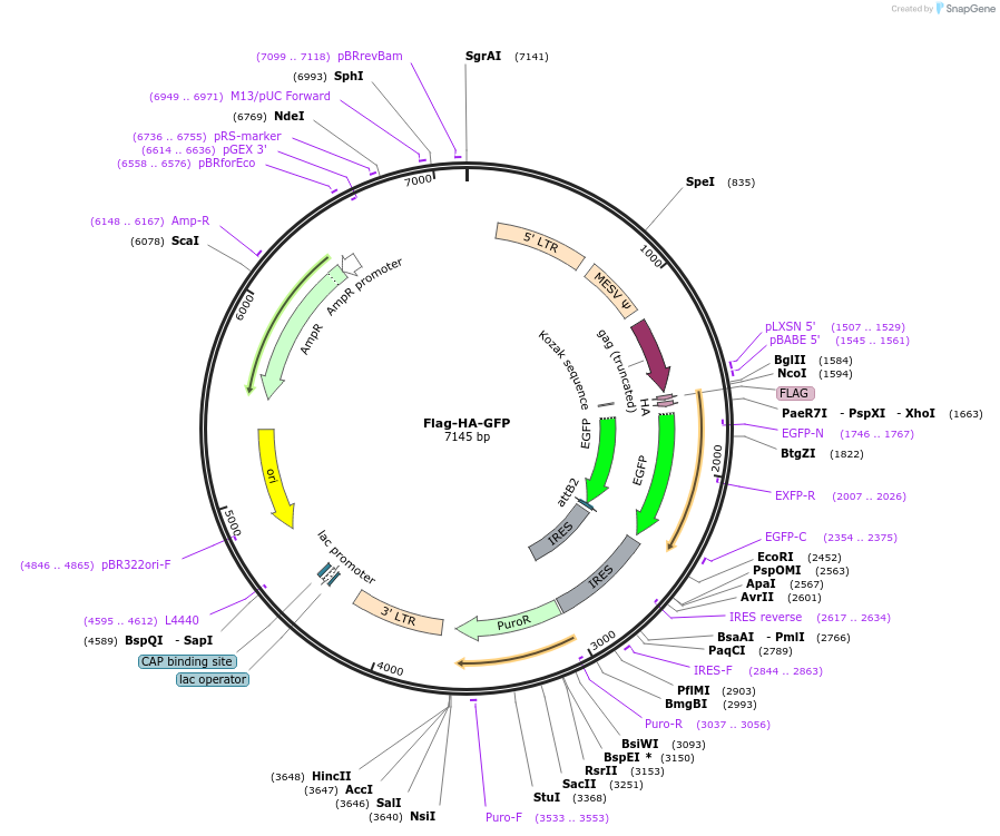 22612-plasmid-map-sequence-id-223080