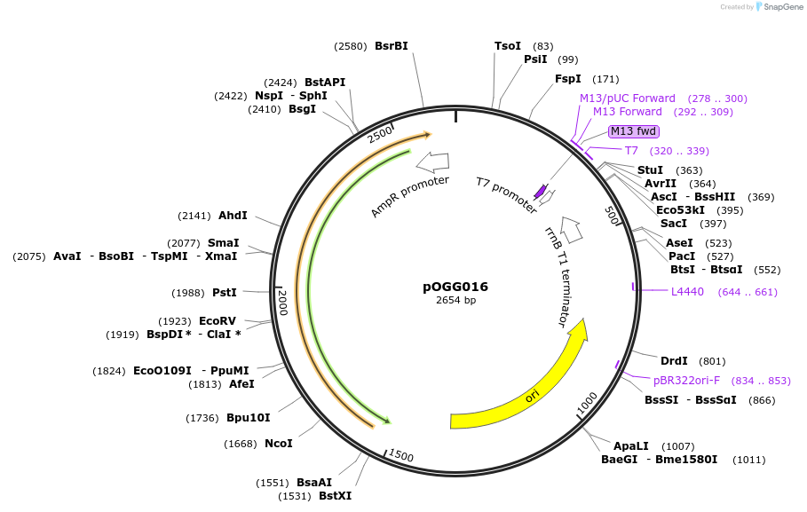 113990-plasmid-map-sequence-id-223084