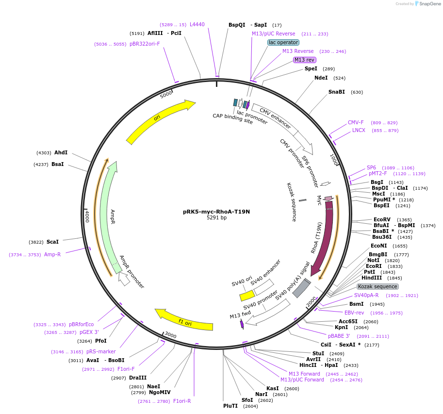 12963-plasmid-map-sequence-id-223086
