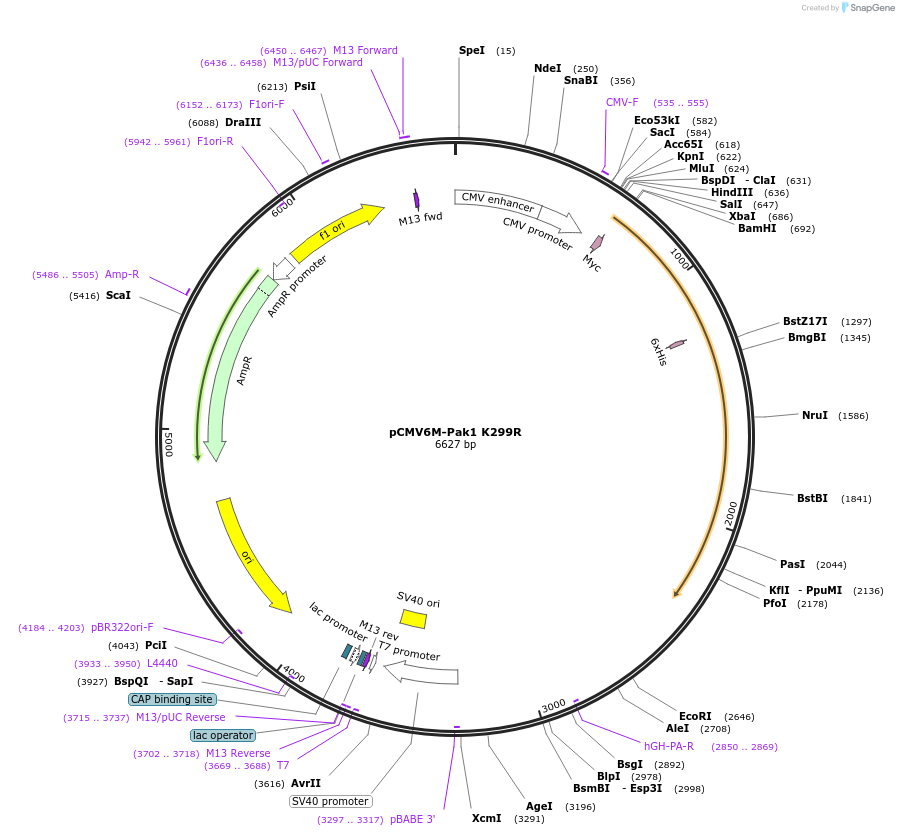 12210-plasmid-map-sequence-id-223090