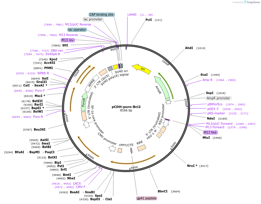 46971-plasmid-map-sequence-id-223323