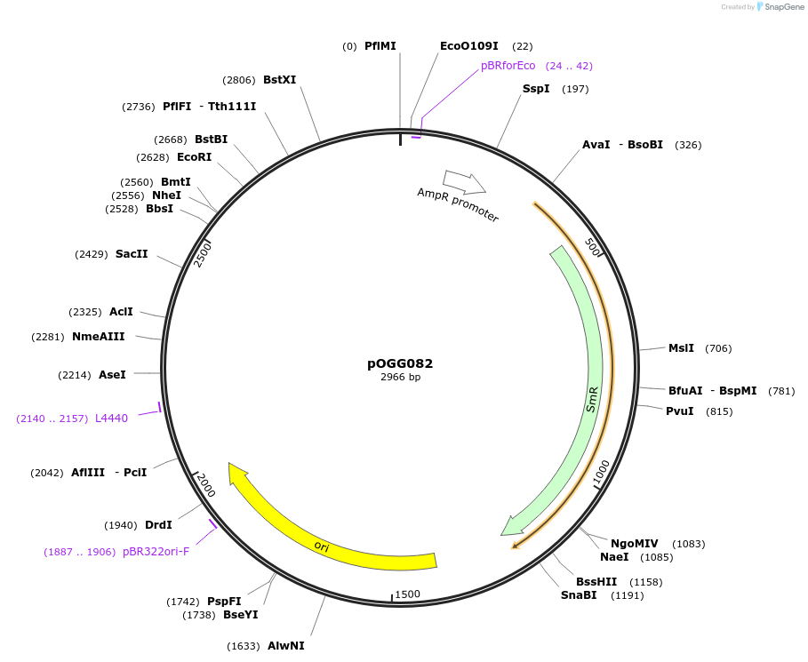 114000-plasmid-map-sequence-id-223324