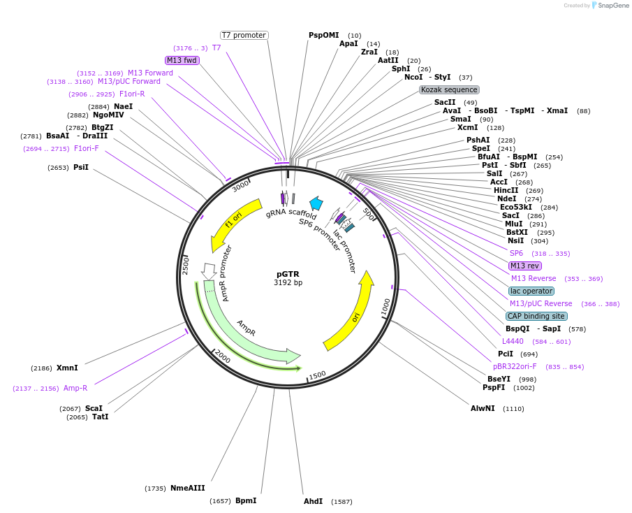 63143-plasmid-map-sequence-id-223326