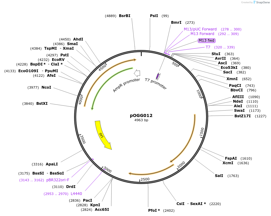 113986-plasmid-map-sequence-id-223365